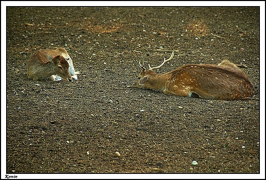 Konin - park im. F. Chopina _ mini zoo