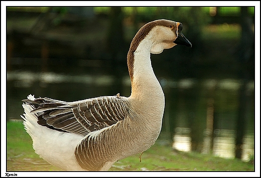 Konin - park im. F. Chopina _ mini zoo