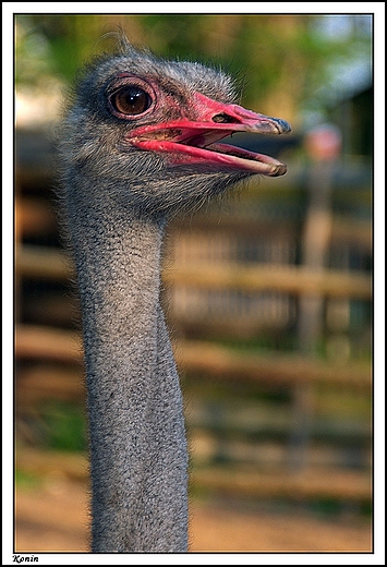 Konin - park im. F. Chopina _ mini zoo