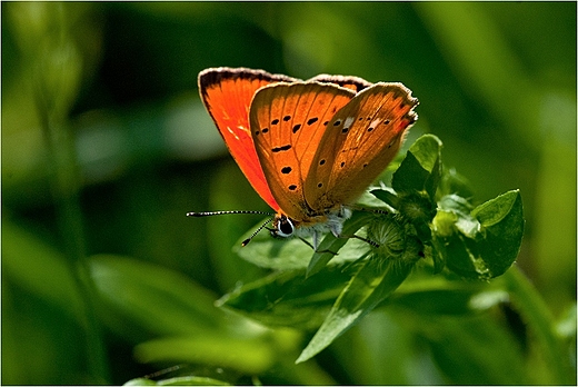 Sezon na motyle - czerwoczyk dukacik.
