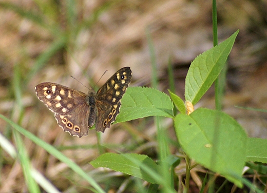 motyle,osadnik egeria