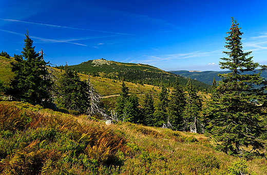 Szrenica ze cieki nad Reglami