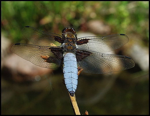 Waka paskobrzucha