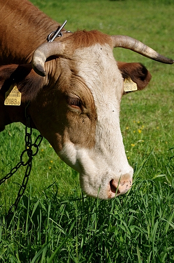 krowa