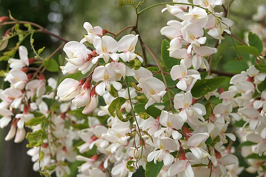 akacja ,robinia akacjowa