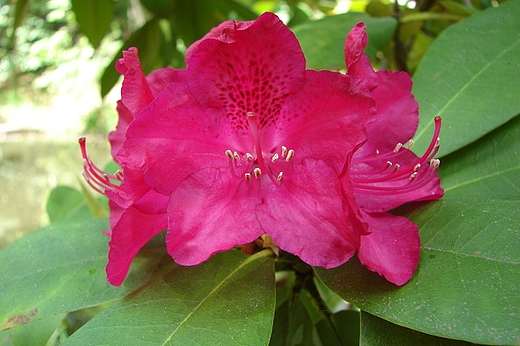 Rododendron 2