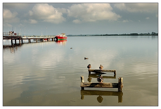 Mielno - kaczki odpoczywajce nad jeziorem Jamno