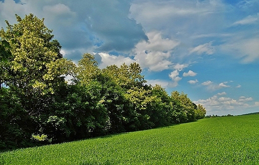 Na obrzeach parku krajobrazowego-Trzeszczany