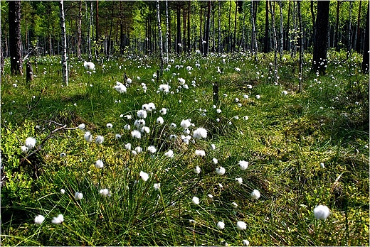 Nad sucharem - wenianka wskolistna.