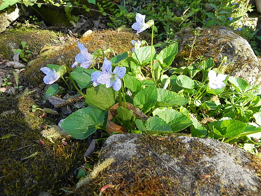 W ogrodzie botanicznym w Bujakowie.