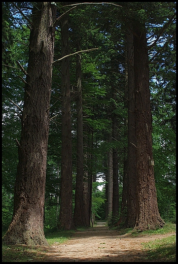 Arboretum