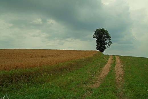 Pola w okolicach Buszkowa