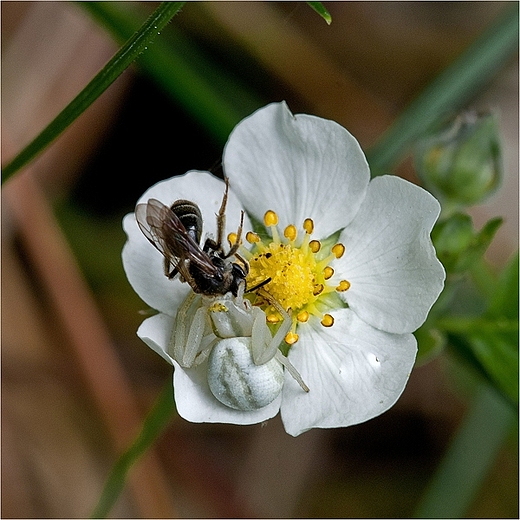 Pajk kwietnik na kwiatku poziomki z upolowan pszczo.
