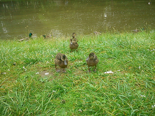 Spacer po kieleckich parkach