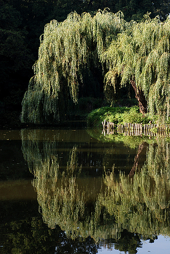 Staw w nieborowskim parku