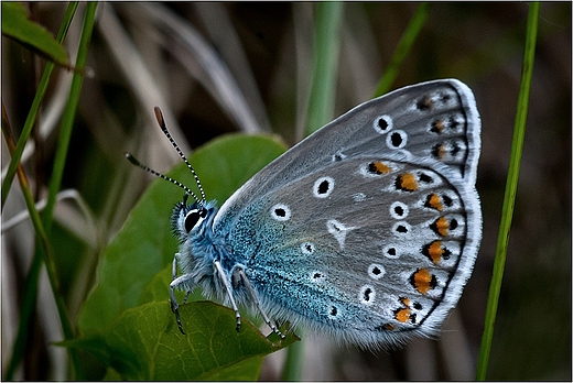 Sezon na motyle - modraszek ikar.