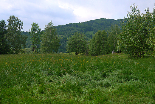 Beskid lski. W rejonie Kotarza.