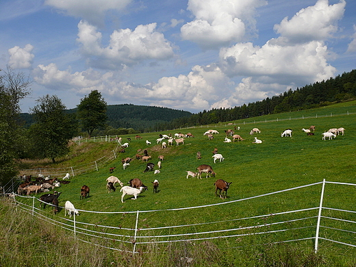 Bieszczadzkie pastwisko. Hoszw