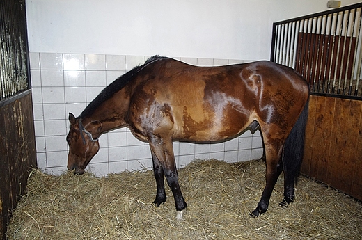 Stajnie w kompleksie paacowym Mierzcin