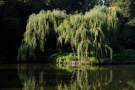 Park w Nieborowie - samotna wierzba nad stawem