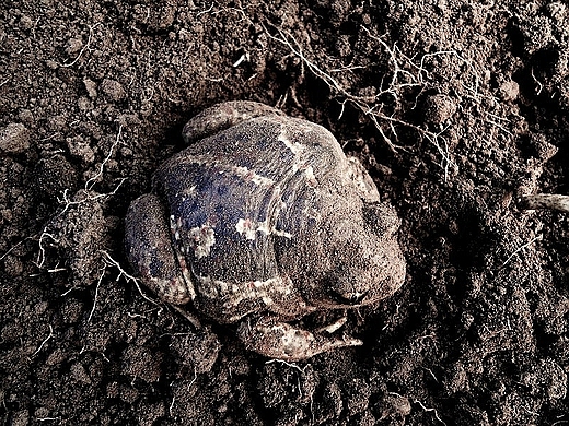 Troch inna grudka ziemi...