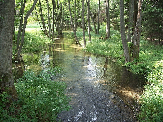 Struga Siedmiu Jezior w Starej Pile.