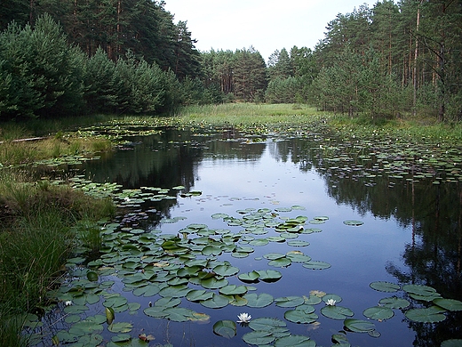 Ptla Lipnickiego.