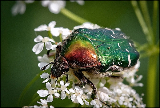 Kruszczyca zotawka.