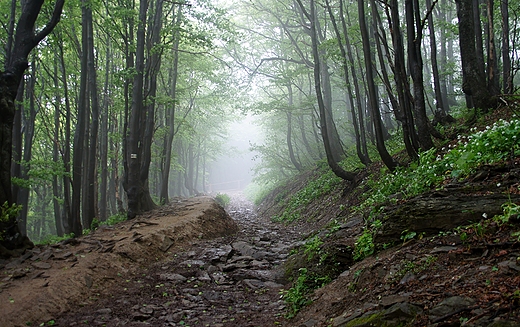 Szlak na Poonin Wetlisk