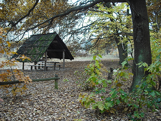 Kampinoski Park Narodowy. Polana Opaleń