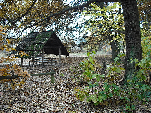 Kampinoski Park Narodowy. Polana Opale