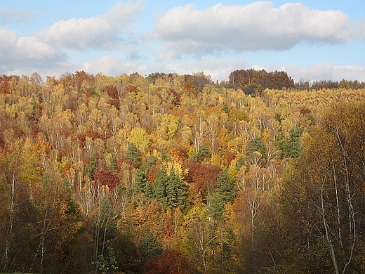 Las jesieni. Zaburze