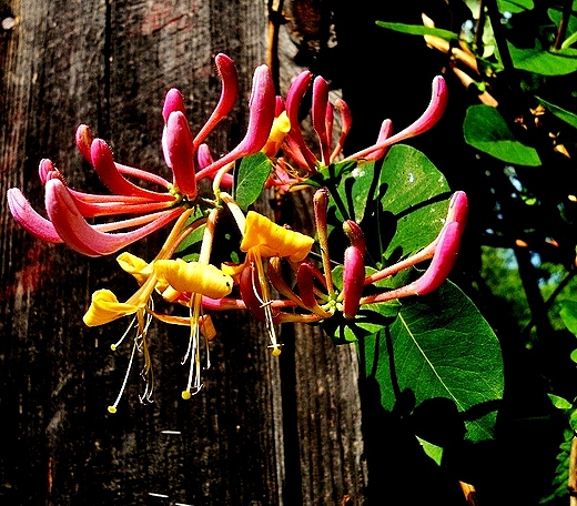 Wiciokrzew, suchodrzew Lonicera L.