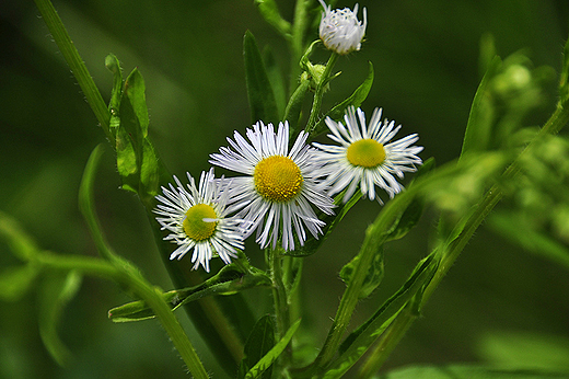 Aster gawdka