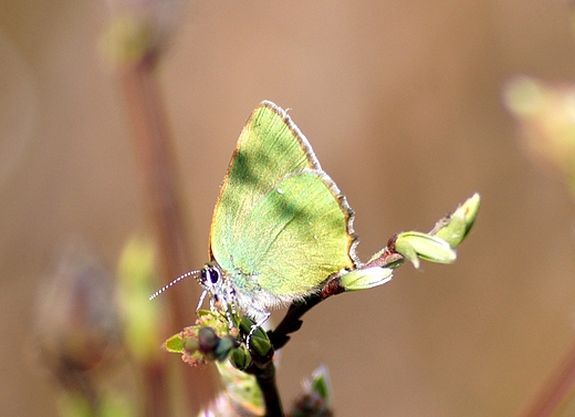 motyl zieleczyk ostryniec