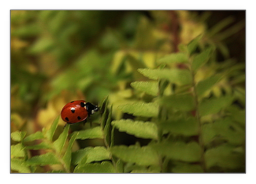 Biedronka siedmiokropka - coccinella septempunctata