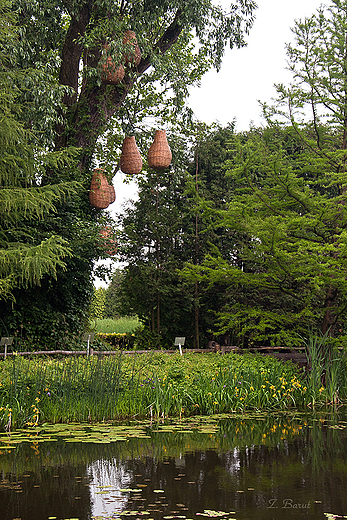 Arboretum -  Gruszki na wierzbie