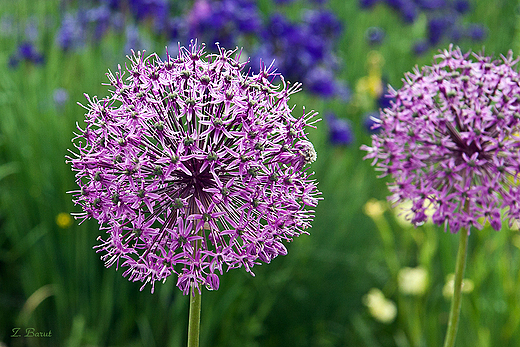 Arboretum w Bolestraszycach