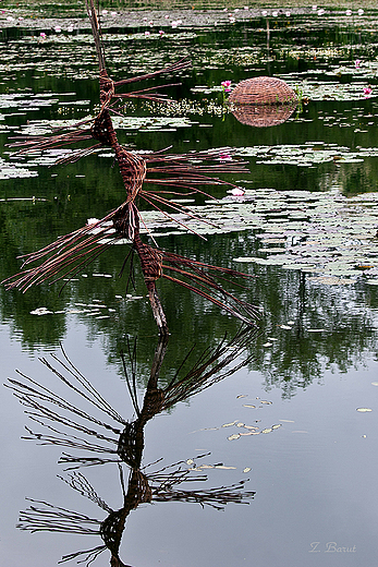 Arboretum w Bolestraszycach