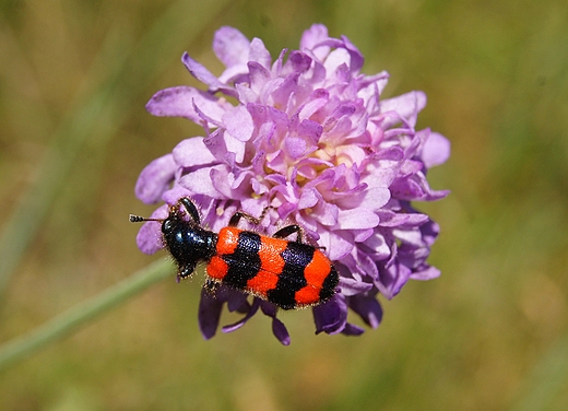 barciel pszczoowiec