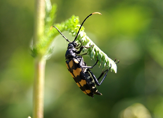 stranglia plamista