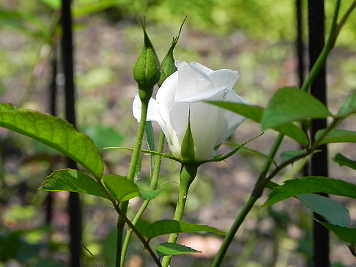 W piknym ogrodzie botanicznym.