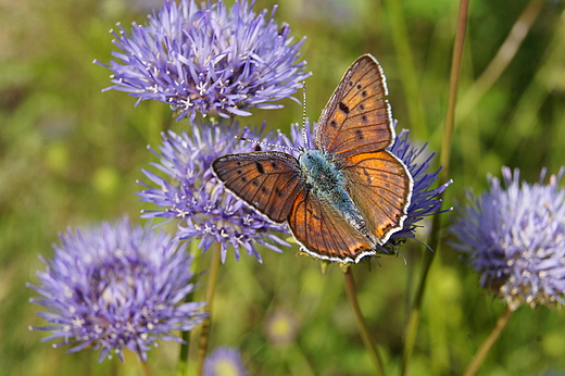 motyl