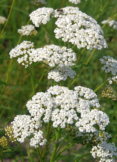 od bieli ,krwawnik