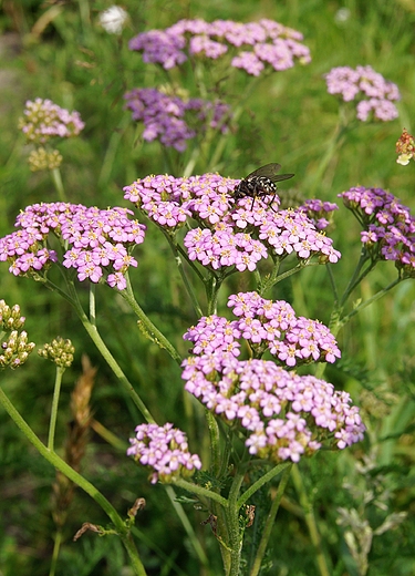 do ru,krwawnik