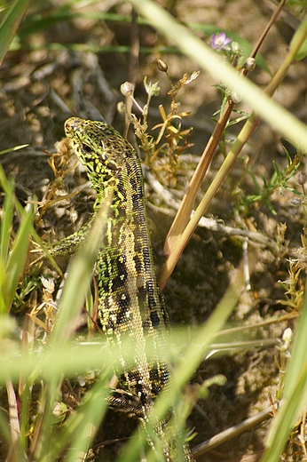pan zwinka