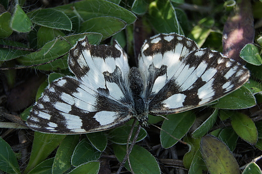 polowiec szachownica