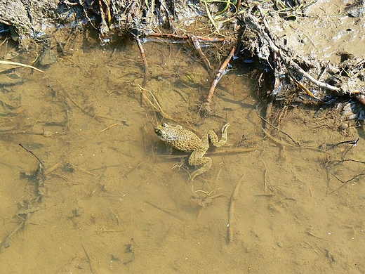 Fajnie spotka na szlaku Kumaka grskiego.
