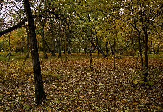Stary park przy dworze szlacheckim. Łącko