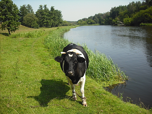 Szczypiorno. Nad Wkr.